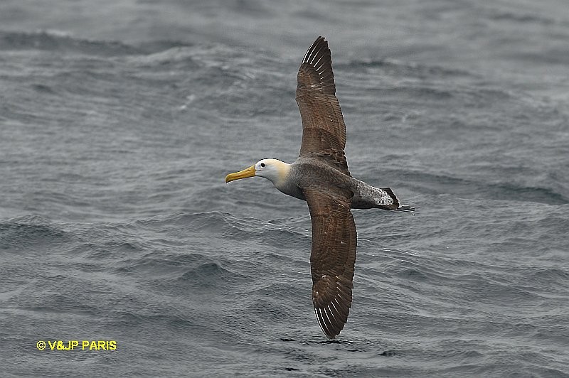 Albatros des Galapagos - ML642395004
