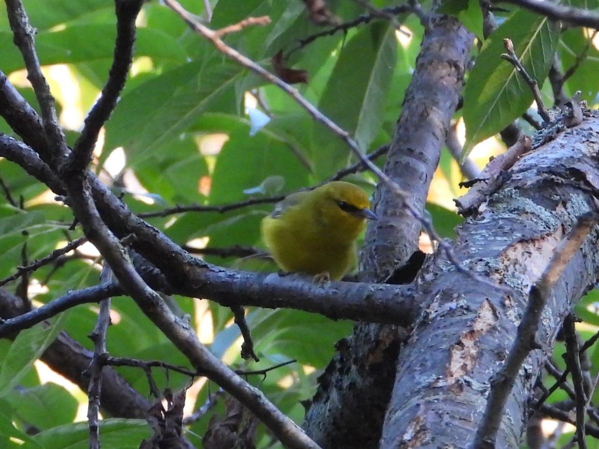 Blue-winged Warbler - ML642395008