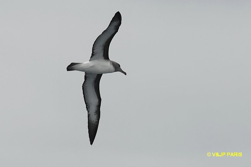 Albatros de Buller - ML642395010