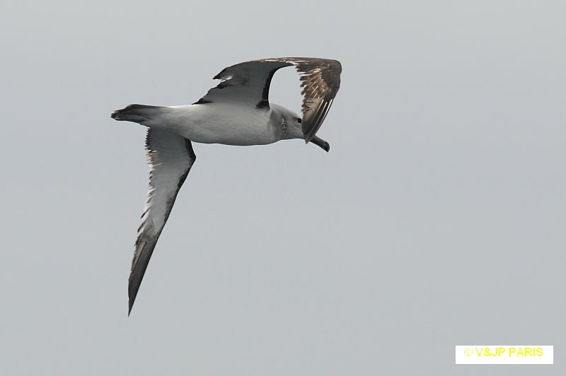 Salvin's Albatross - ML642395012