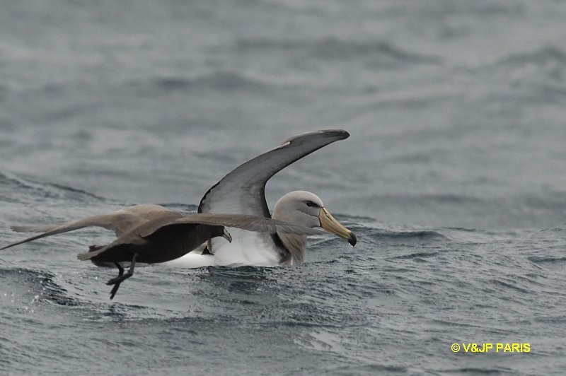 Chatham Albatross - ML642395016