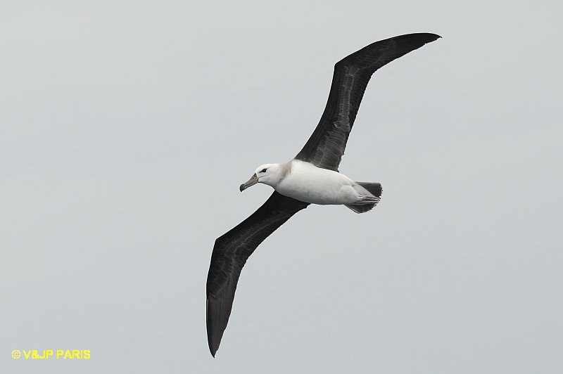 Albatros à sourcils noirs - ML642395025