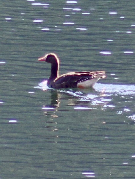 Greater White-fronted Goose - ML642395026