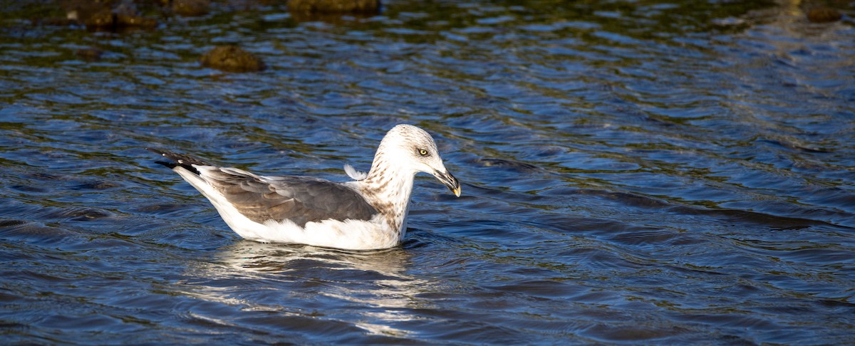 Lesser Black-backed Gull - ML642395044