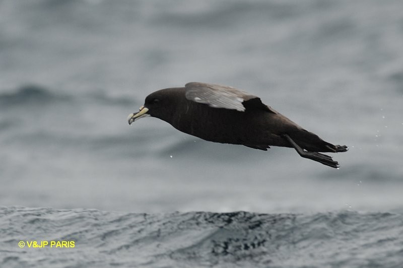 White-chinned Petrel - ML642395065