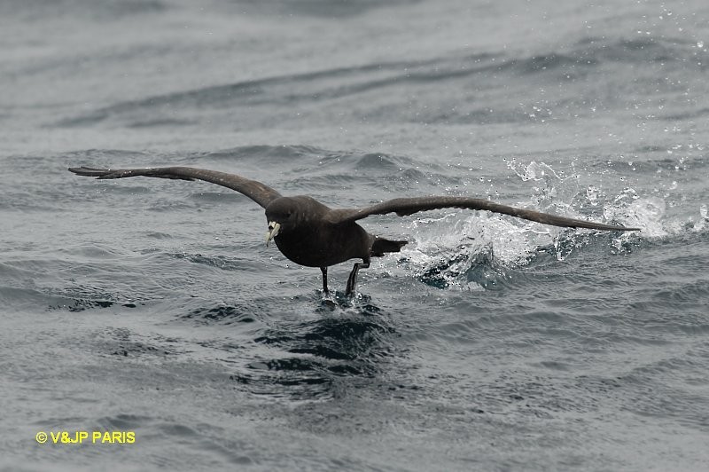 White-chinned Petrel - ML642395066