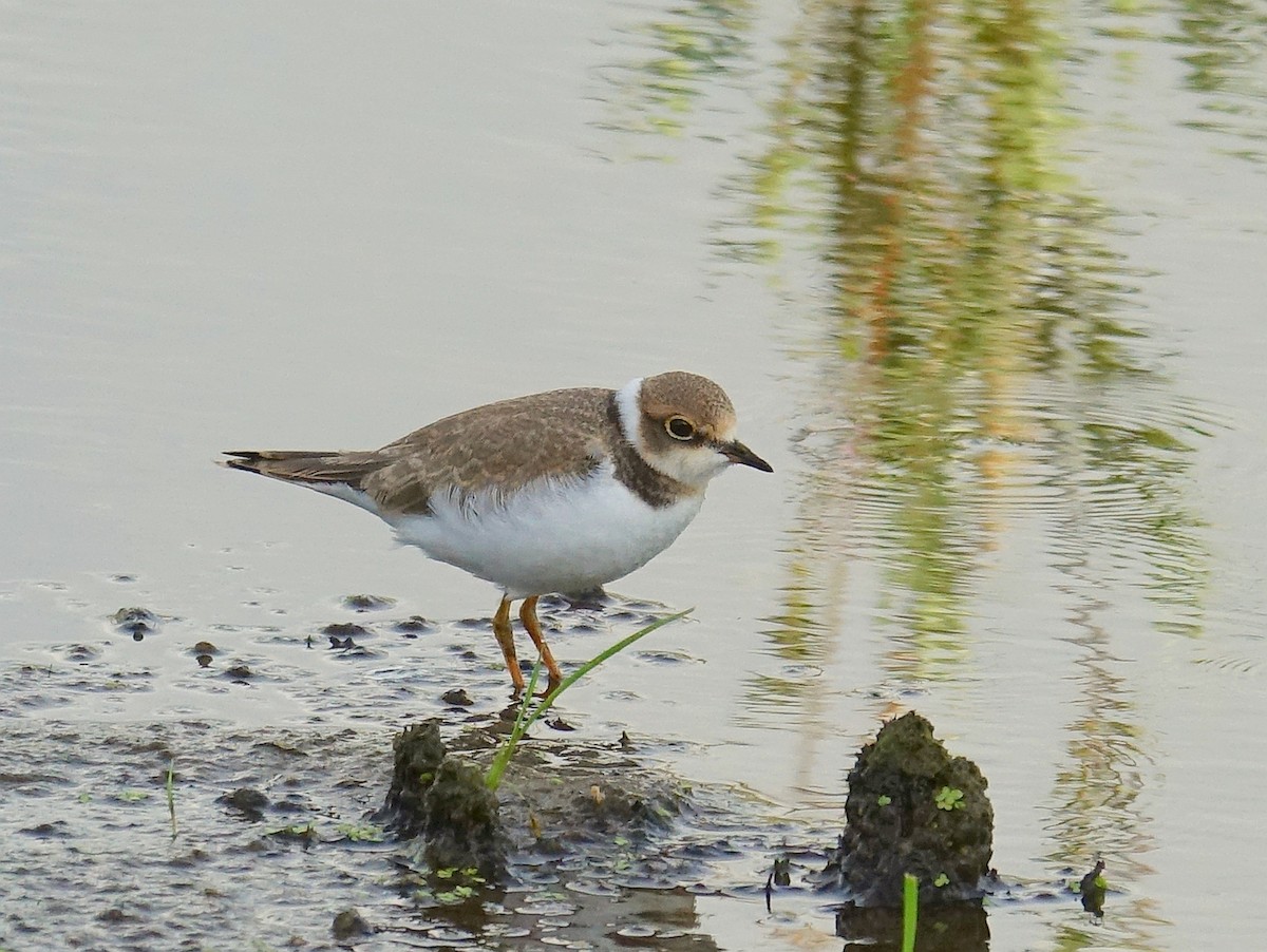 Little Ringed Plover - ML642395068