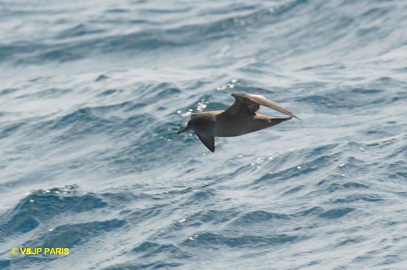 Puffin fuligineux - ML642395084