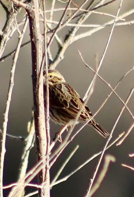 Savannah Sparrow - ML642395085