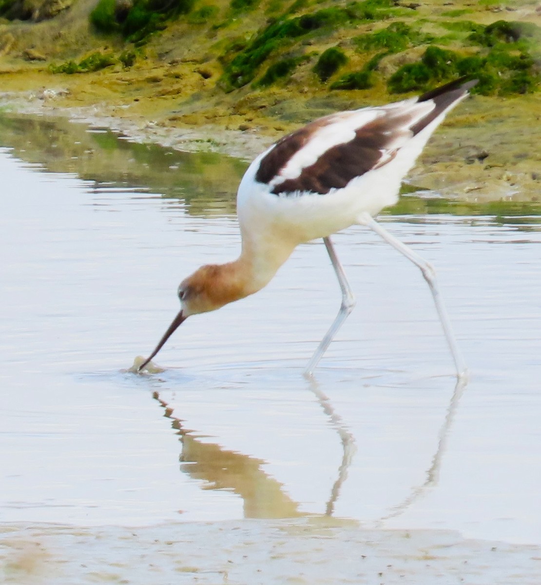 American Avocet - ML642395089