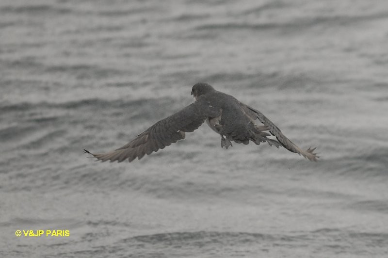 Puffinure de Garnot - ML642395092