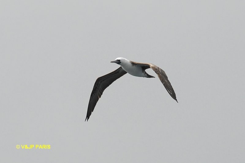Peruvian Booby - ML642395108