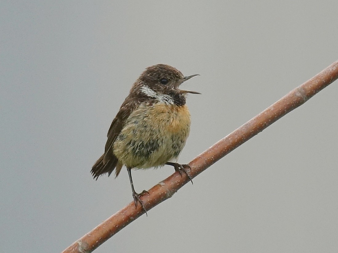 European Stonechat - ML642395111