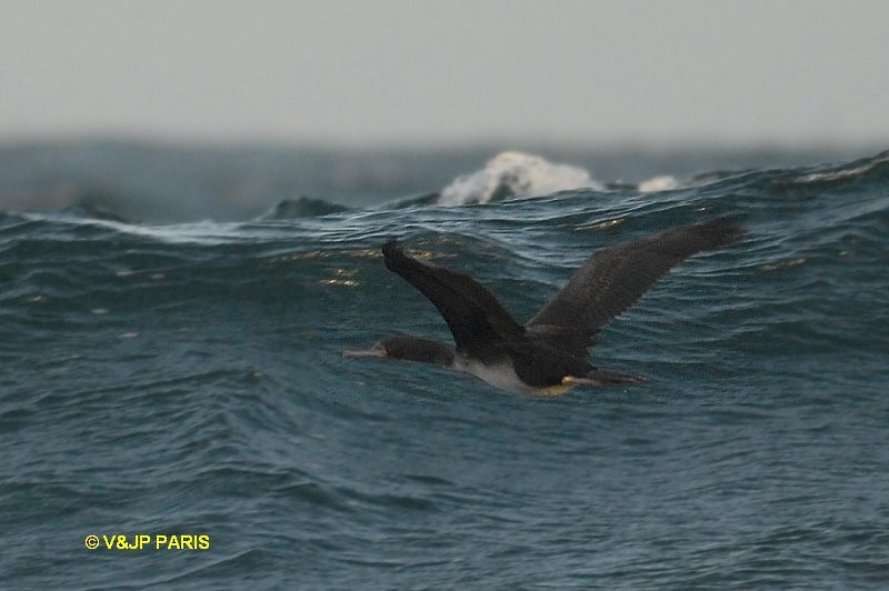 Guanay Cormorant - ML642395125