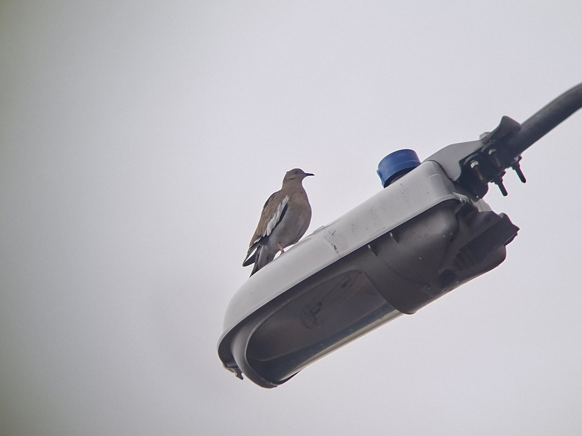 White-winged Dove - ML642395133