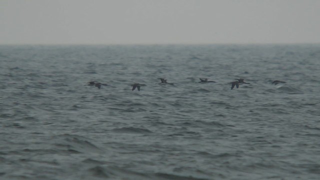 Red-throated Loon - ML642395135