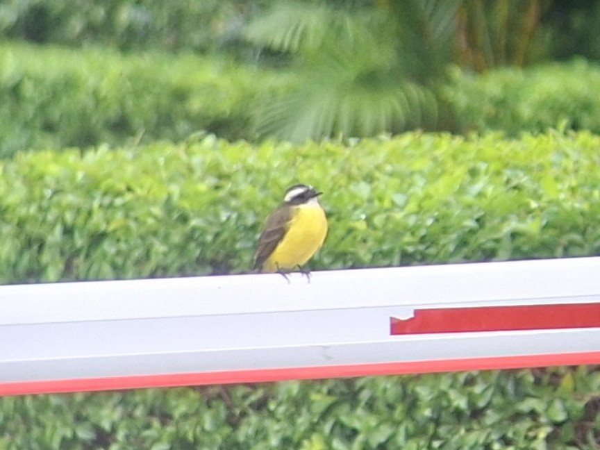 Social Flycatcher - ML642395136
