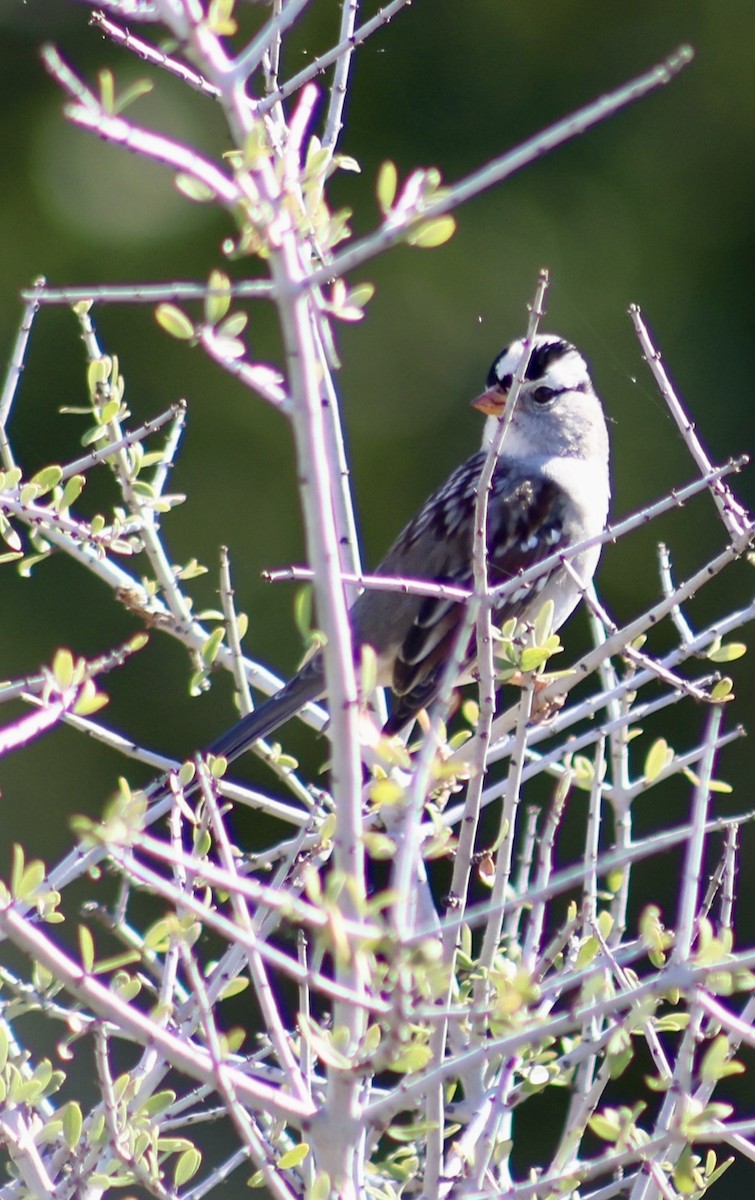 White-crowned Sparrow - ML642395149