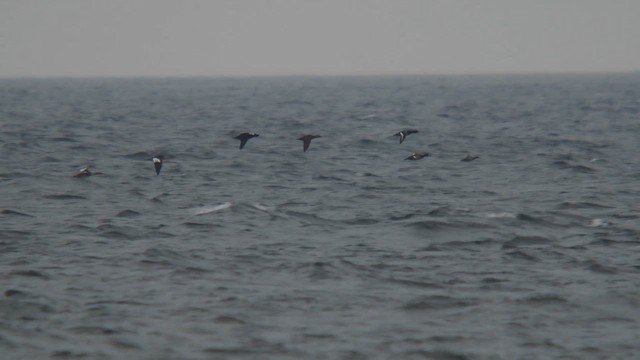 Surf Scoter - ML642395159