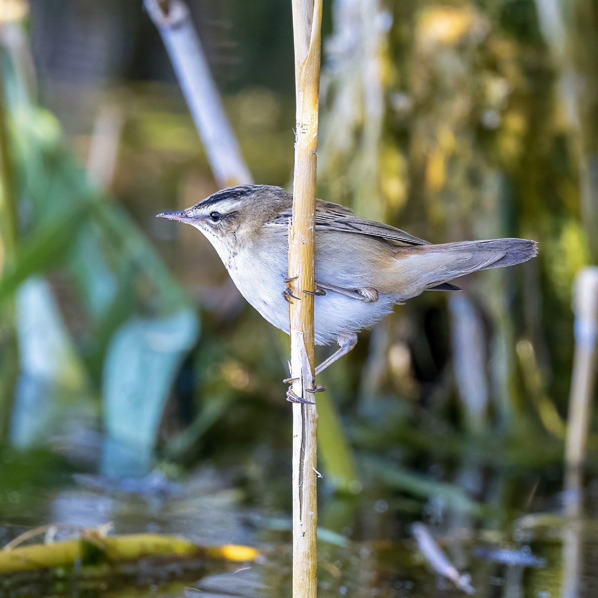 Sedge Warbler - ML642395161