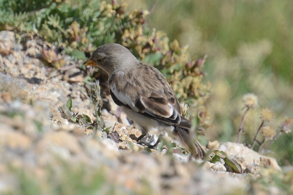 White-winged Snowfinch - ML642395162