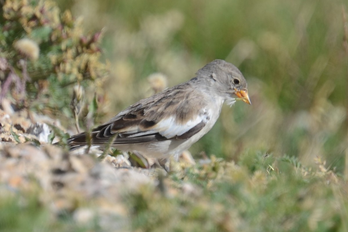White-winged Snowfinch - ML642395163