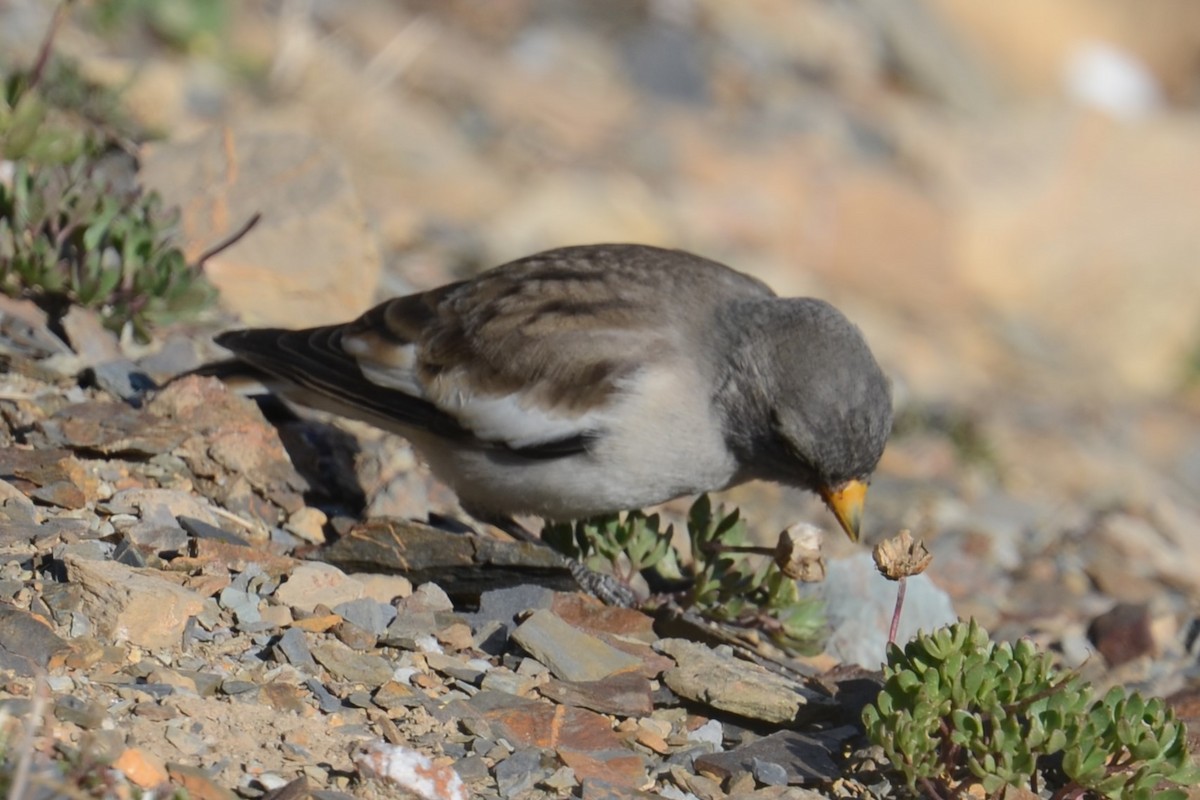 White-winged Snowfinch - ML642395164