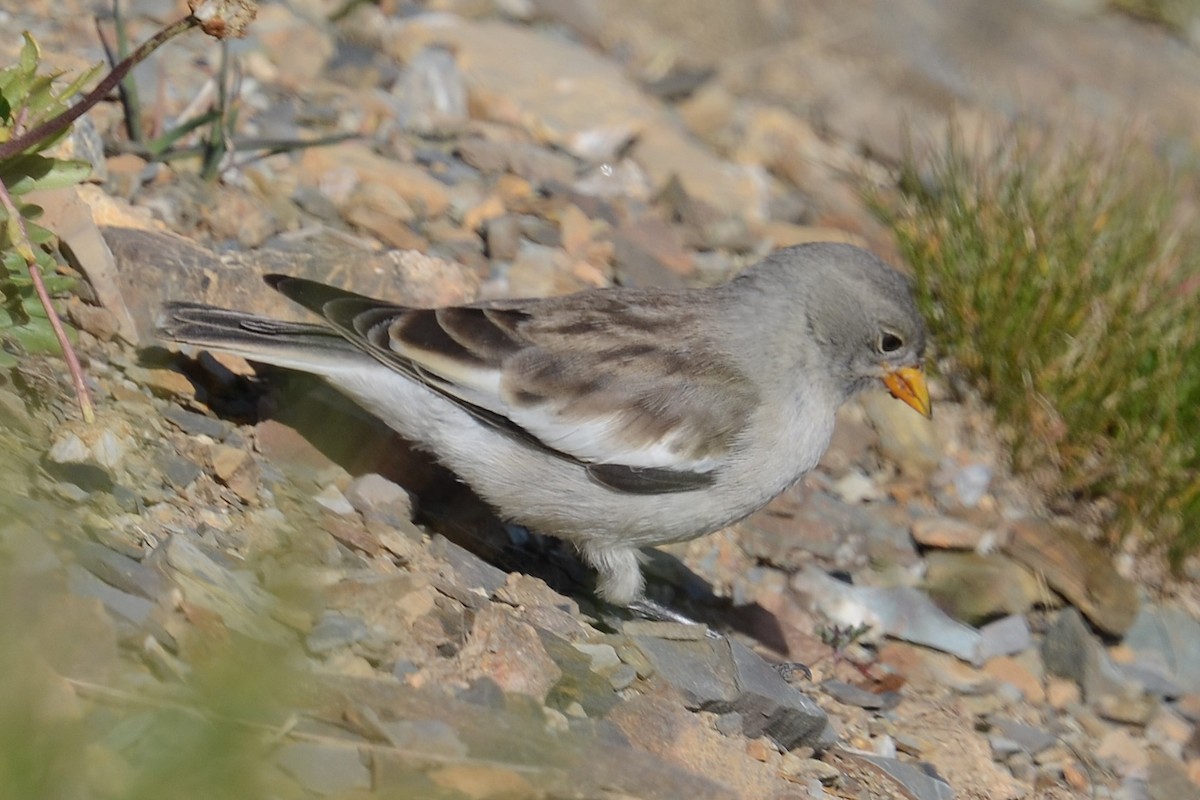 White-winged Snowfinch - ML642395165