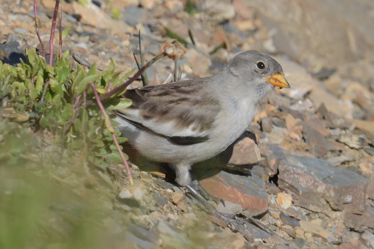 White-winged Snowfinch - ML642395166