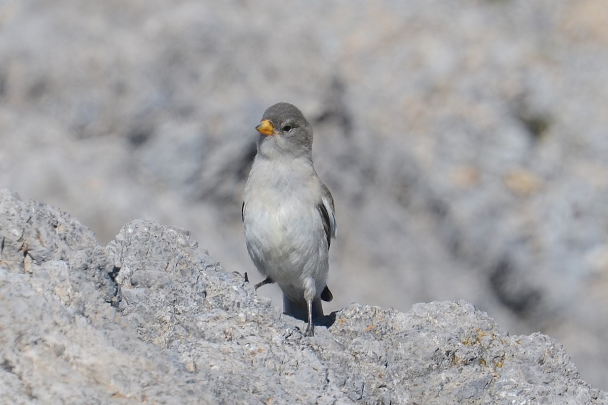 White-winged Snowfinch - ML642395167