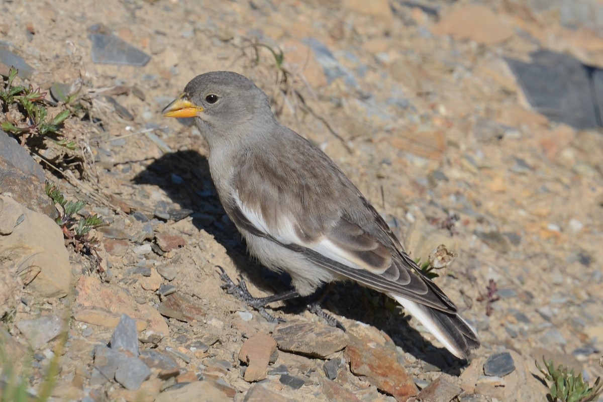 White-winged Snowfinch - ML642395169