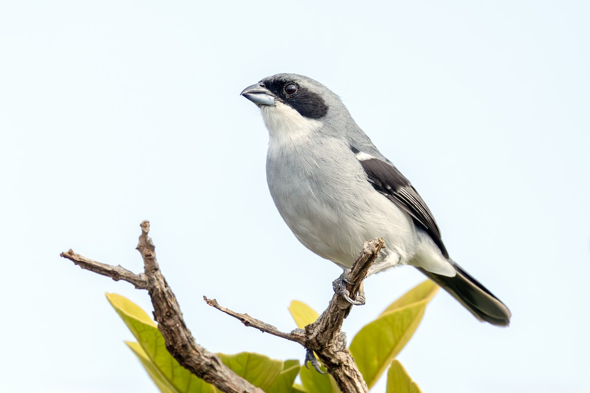 White-banded Tanager - ML642395179