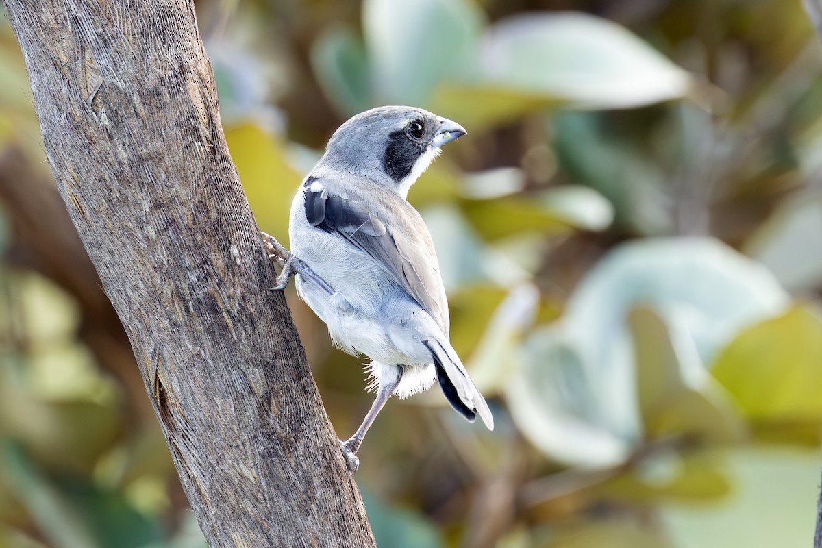 White-banded Tanager - ML642395180