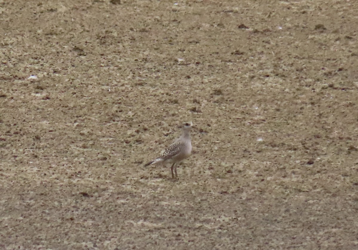 American Golden-Plover - ML642395203