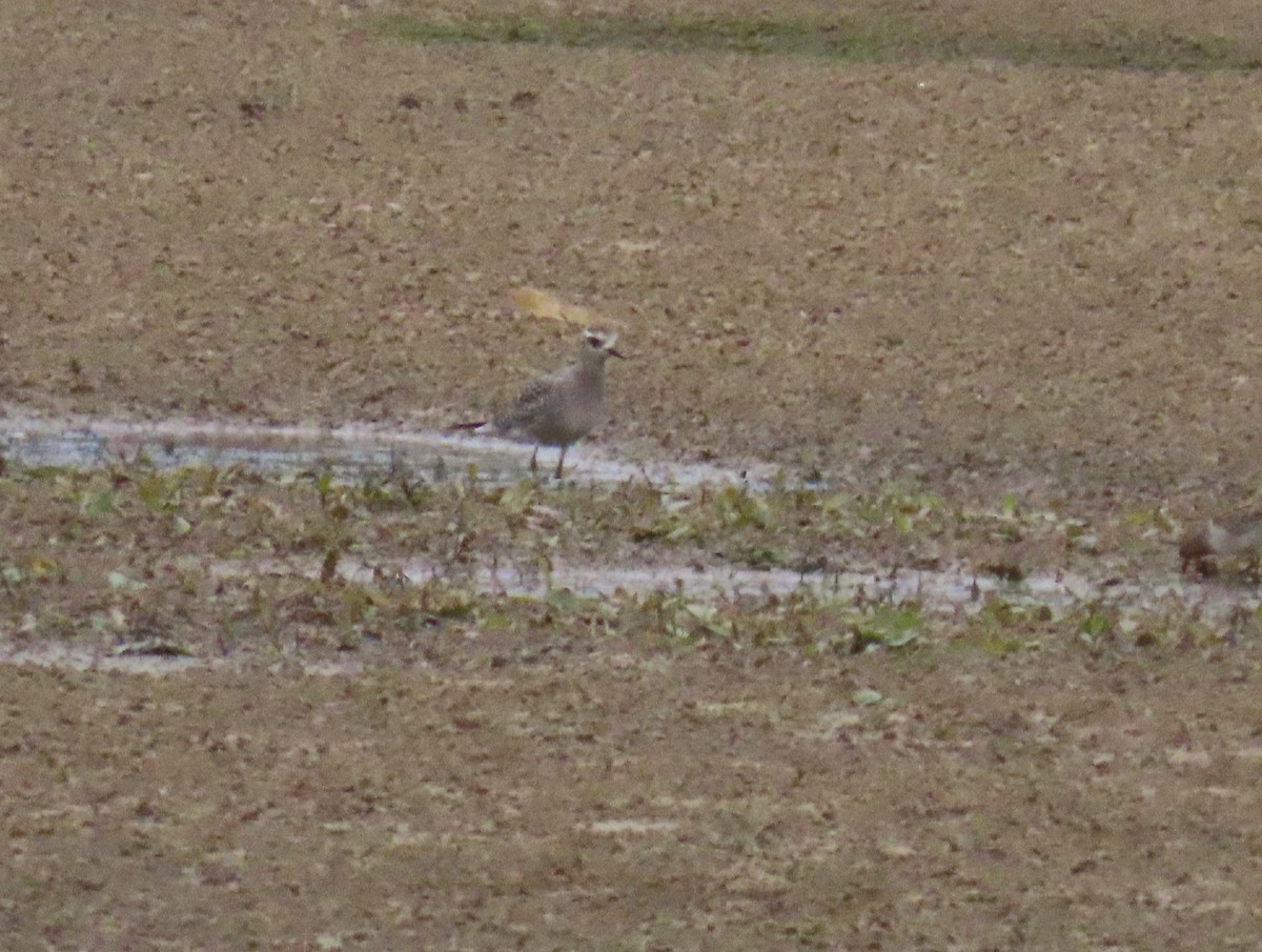 American Golden-Plover - ML642395205