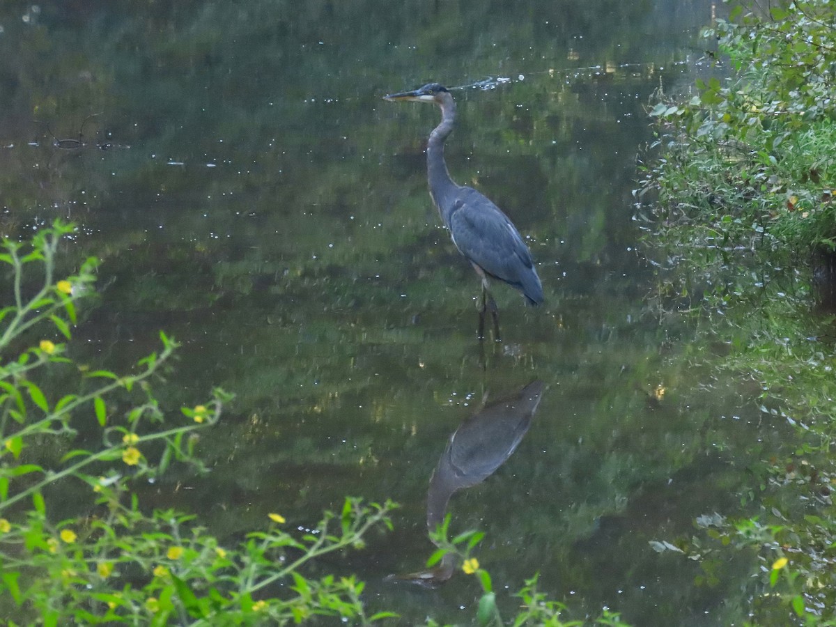 Great Blue Heron - ML642395207