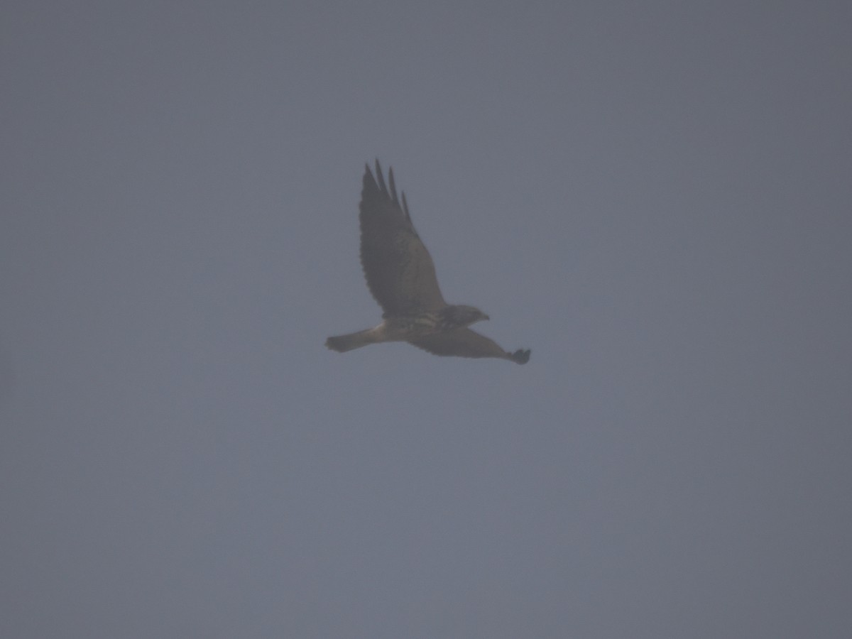 Swainson's Hawk - ML642395240