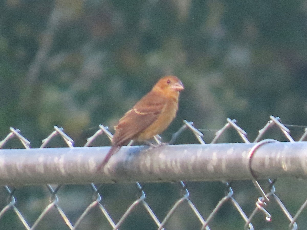 Blue Grosbeak - ML642395267