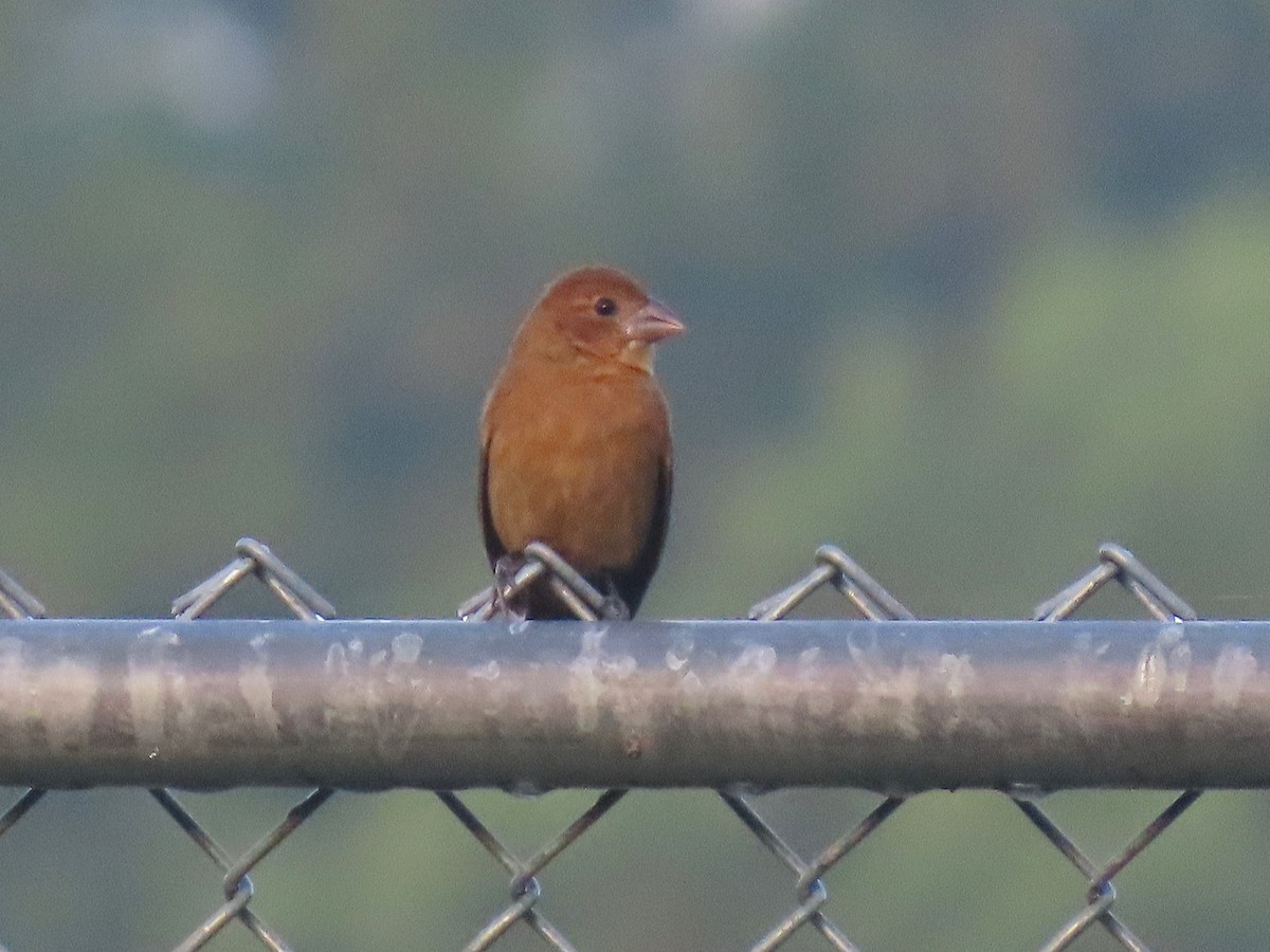 Blue Grosbeak - ML642395268