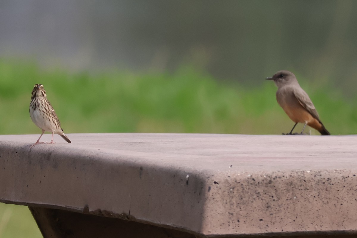 Say's Phoebe - ML642395298