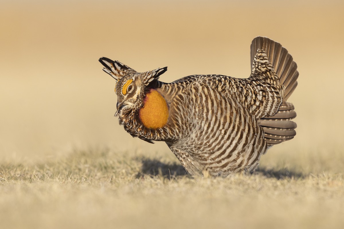 Tétras des prairies - ML642395313
