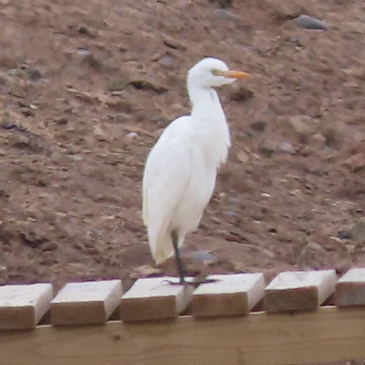 Western Cattle-Egret - ML642395328