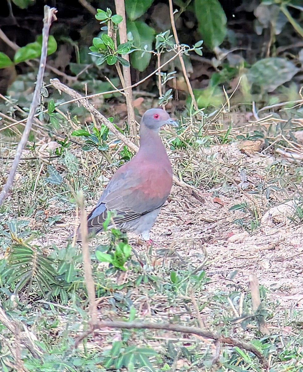 Pale-vented Pigeon - ML642395337