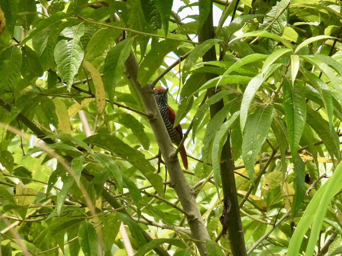Batará Vermiculado - ML642395342