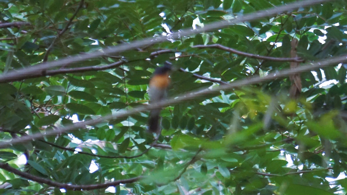Tickell's Blue Flycatcher - ML642395349