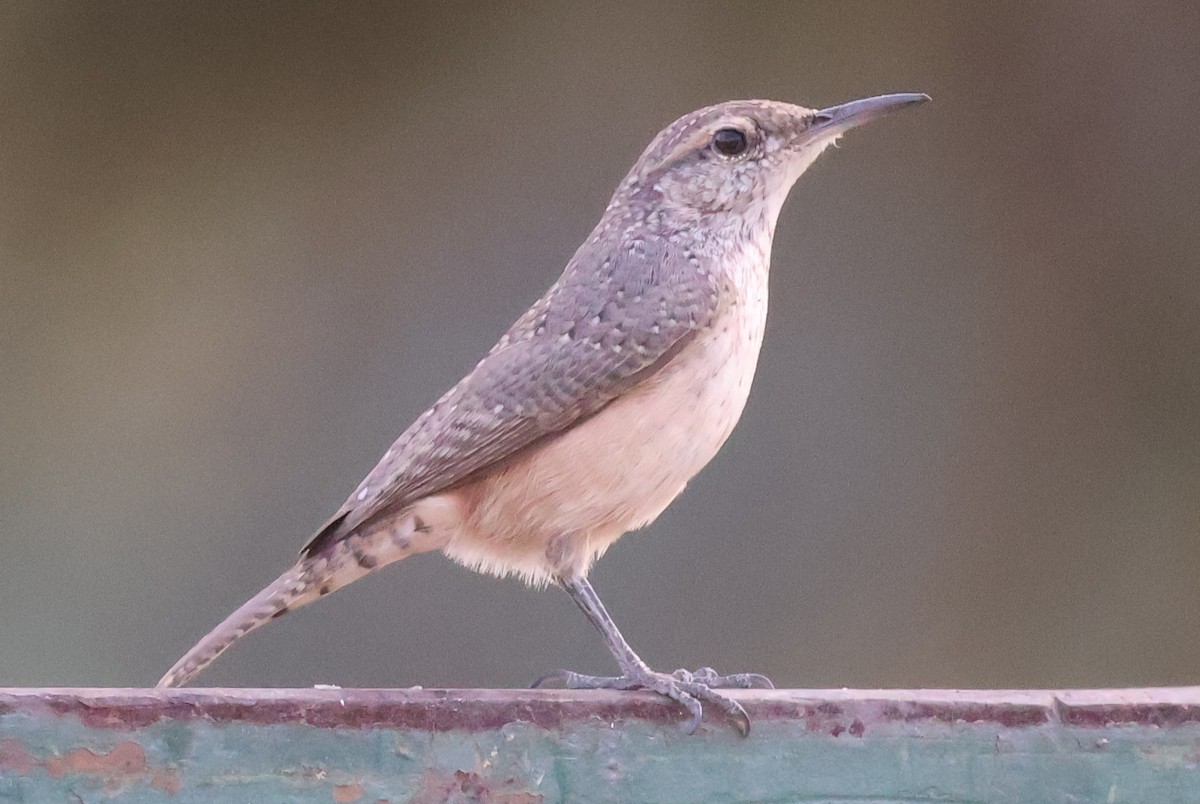 Rock Wren - ML642395367