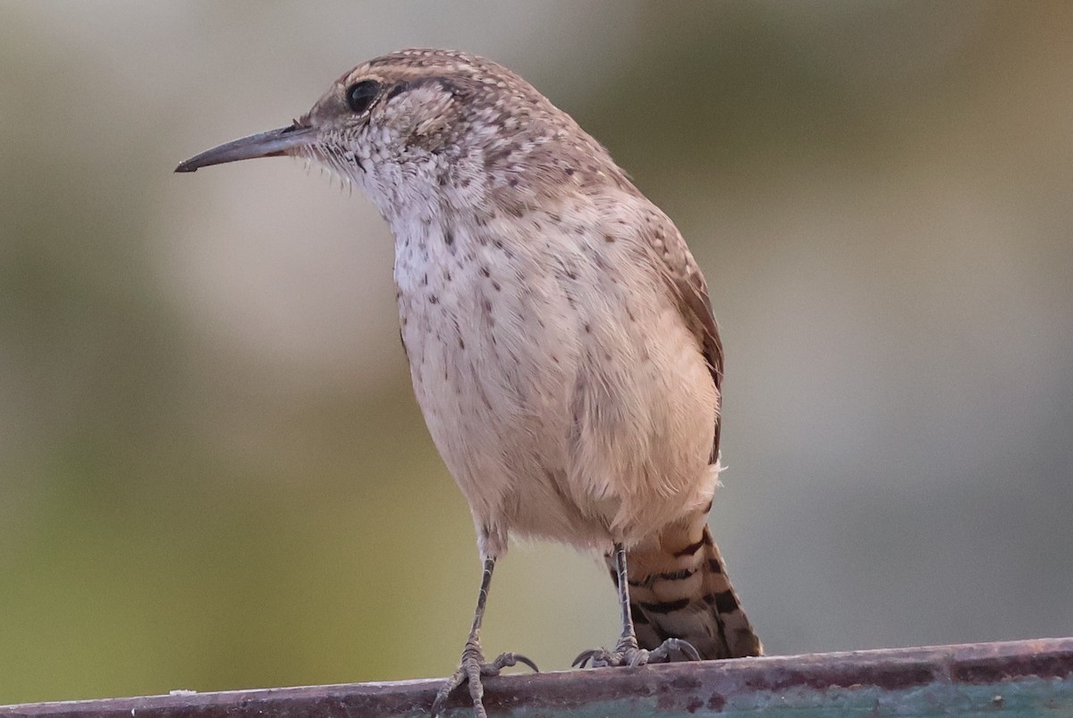 Rock Wren - ML642395368