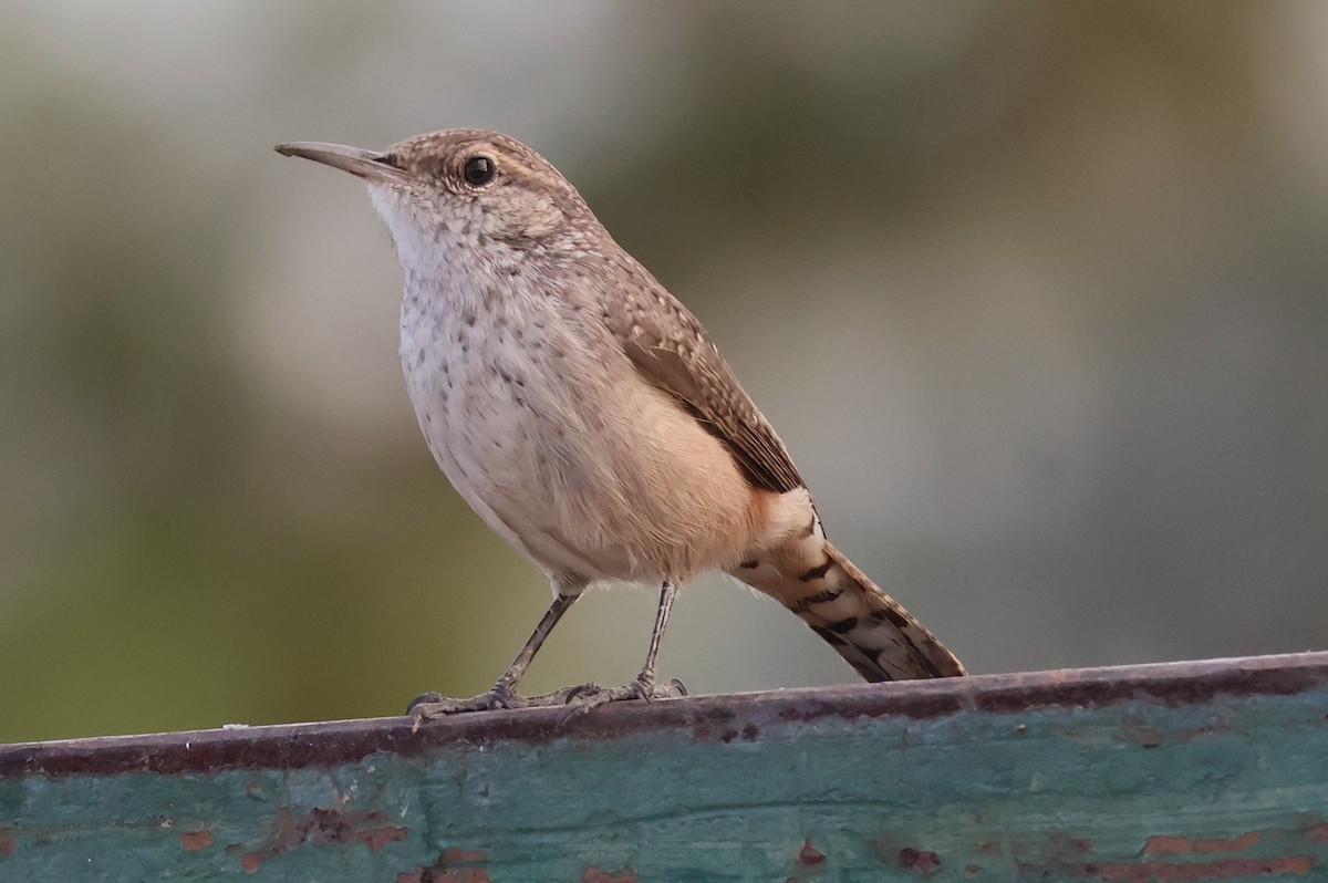 Rock Wren - ML642395369