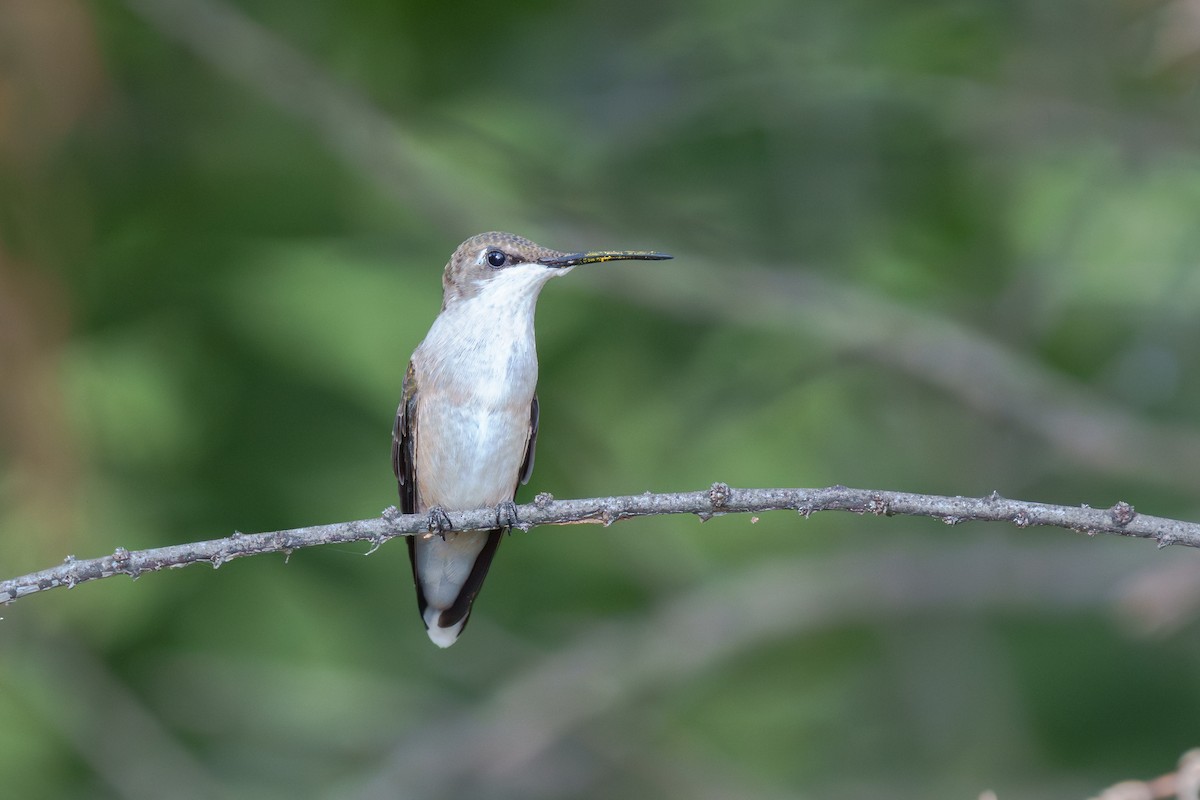 Ruby-throated/Black-chinned Hummingbird - ML642395379