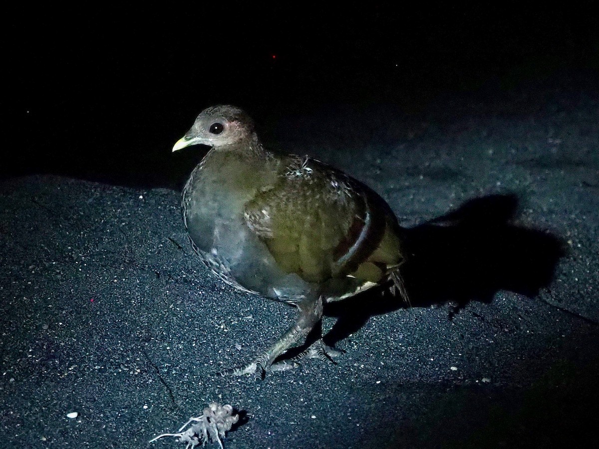 Moluccan Megapode - ML642395402